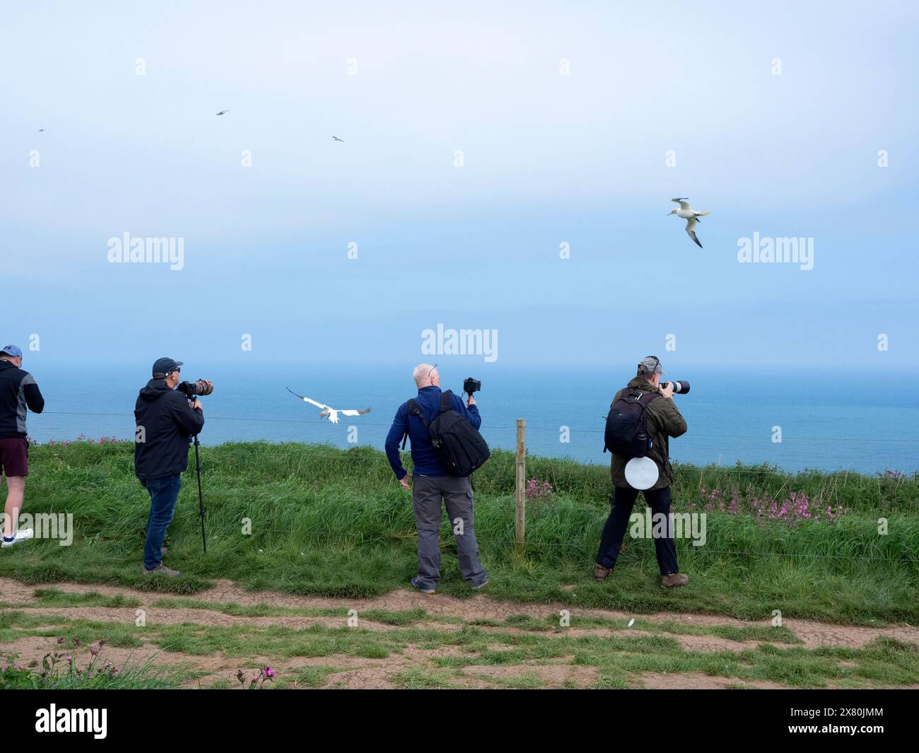 Ornithologues à Bempton Cliffs, Yorkshire. Banque D'Images