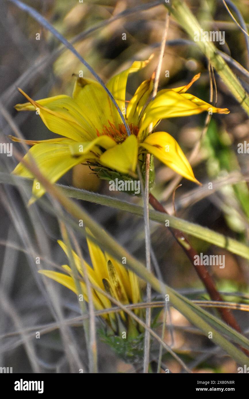 Fleur jaune nature Banque D'Images