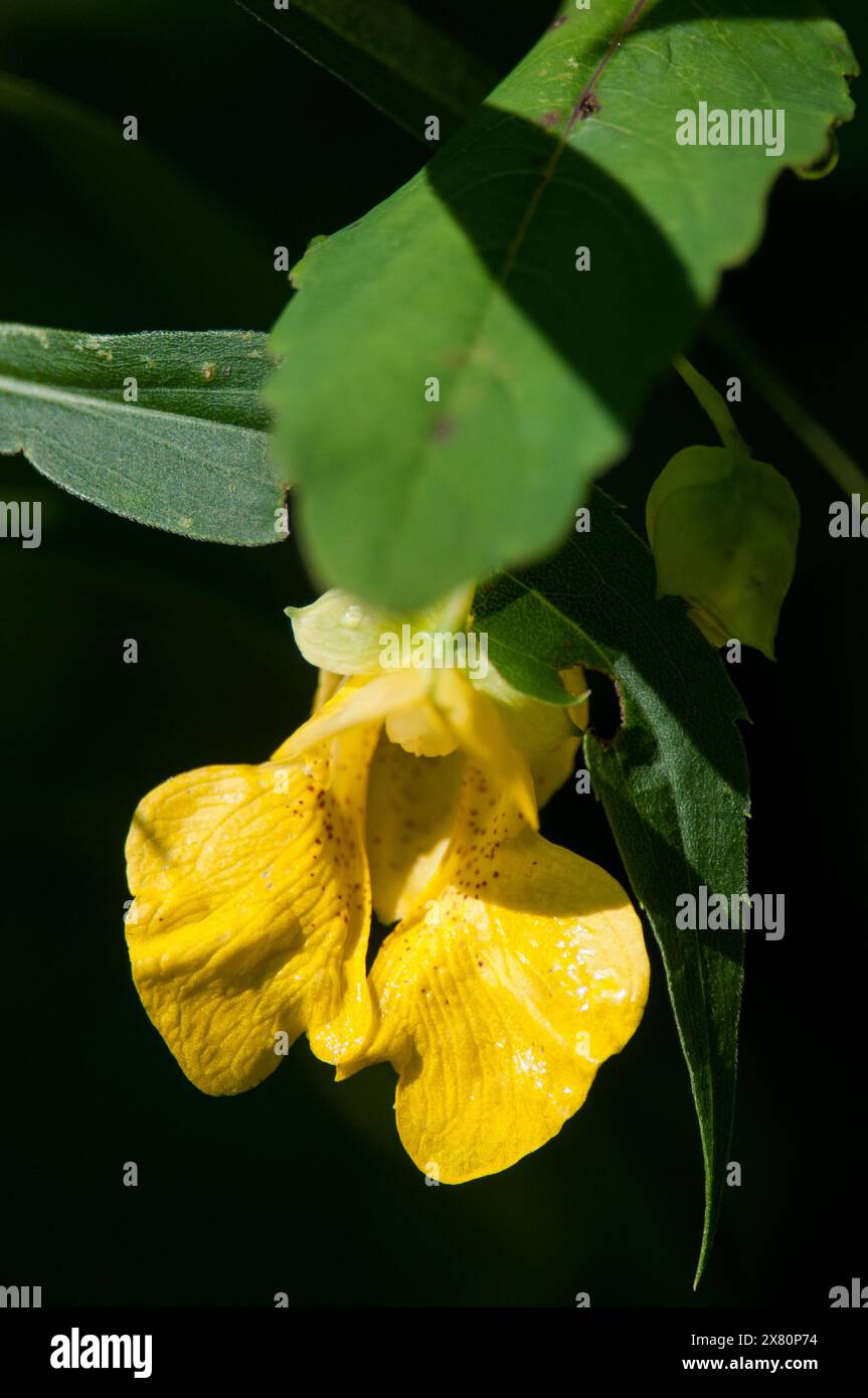 Jewelweed tachetée poussant dans la nature à New York Banque D'Images