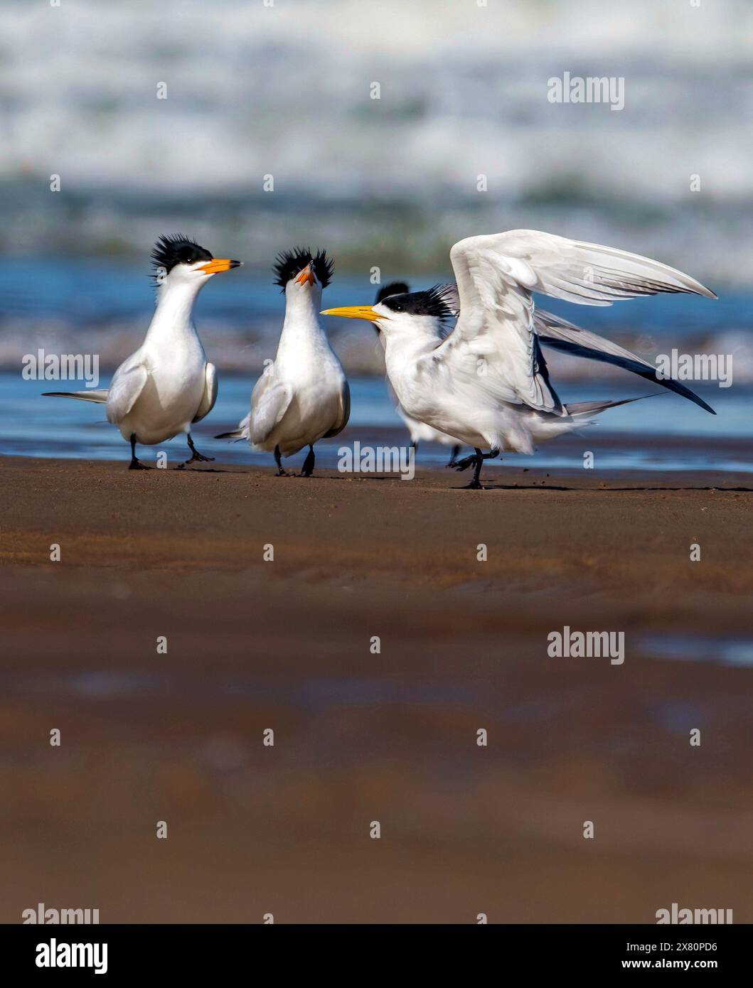 (240522) -- FUZHOU, 22 mai 2024 (Xinhua) -- deux sternes chinoises à crête (l et C) et une sterne à crête plus grande (R) se nourrissent dans la zone humide de l'estuaire de la rivière Minjiang à Fuzhou, dans la province du Fujian, au sud-est de la Chine, le 14 mai 2024. Situé le long de la route de migration des oiseaux entre l'Asie de l'est et l'Australasie, le Fujian est connu pour sa grande biodiversité, et le nombre d'espèces animales et végétales sauvages se classe parmi les meilleures du pays. Un grand nombre d’oiseaux migrateurs se reproduisent, passent l’hiver ou s’arrêtent dans la province chaque année, et environ 600 espèces d’oiseaux y ont été recensées. (Xinhua/Wei Peiquan) Banque D'Images