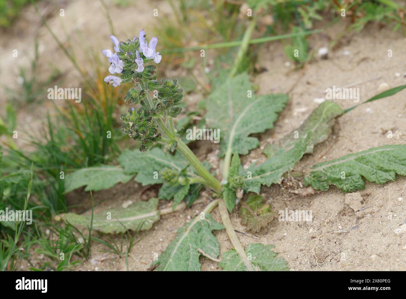 Eisenkraut-Salbei, Salvia verbenaca, clary sauvage, sauge sauvage, sauge verveine, sauge fausse verveine Banque D'Images