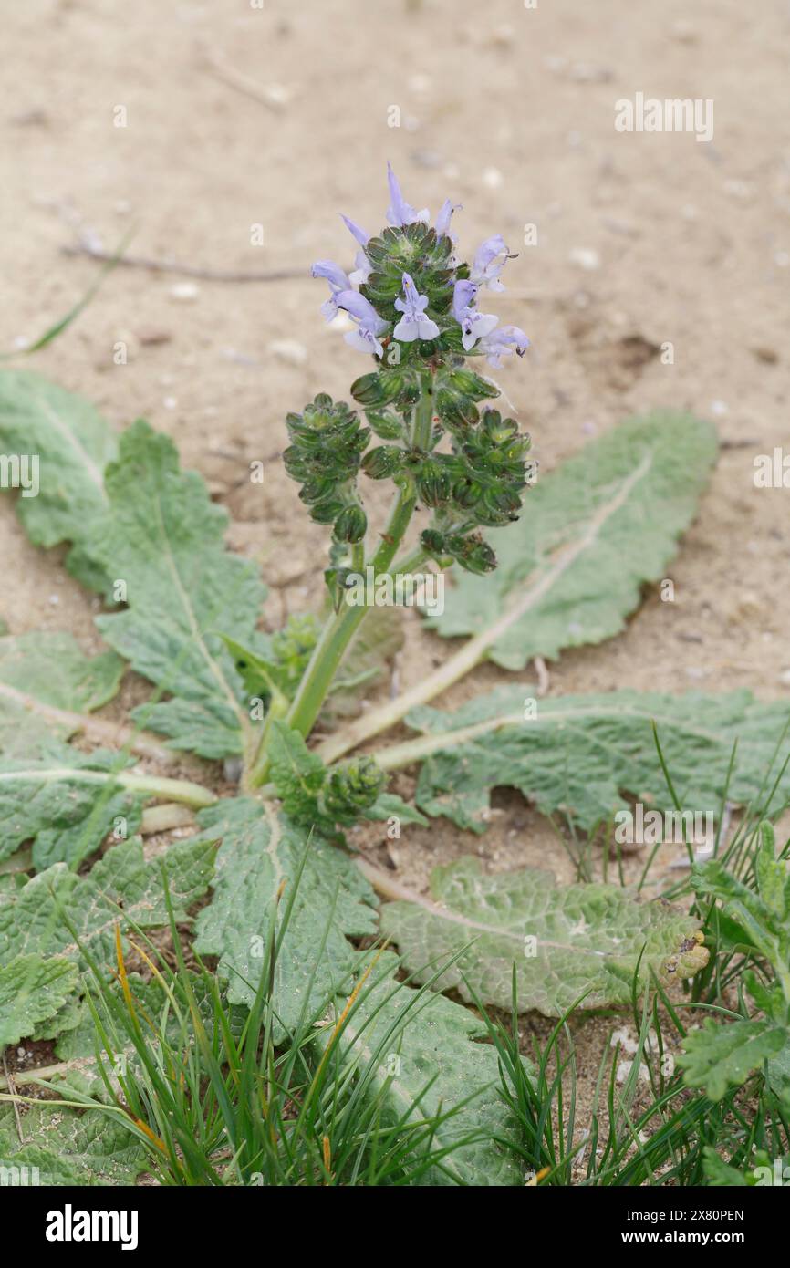 Eisenkraut-Salbei, Salvia verbenaca, clary sauvage, sauge sauvage, sauge verveine, sauge fausse verveine Banque D'Images