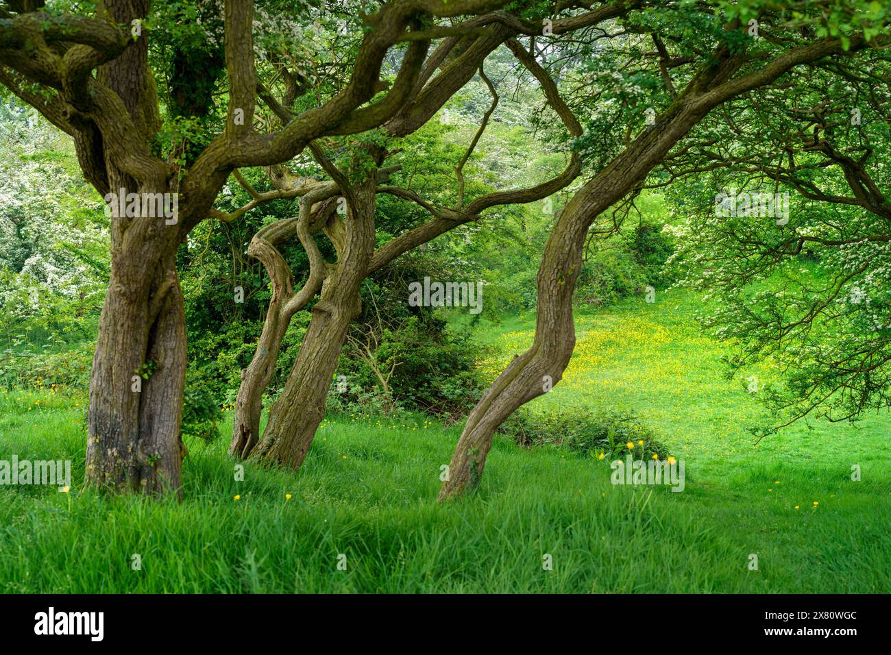 Bois dans un parc public avec des fleurs sauvages en pleine floraison et flanqué d'arbres feuillus sous un ciel bleu sans nuages au printemps. Beverley, Royaume-Uni. Banque D'Images