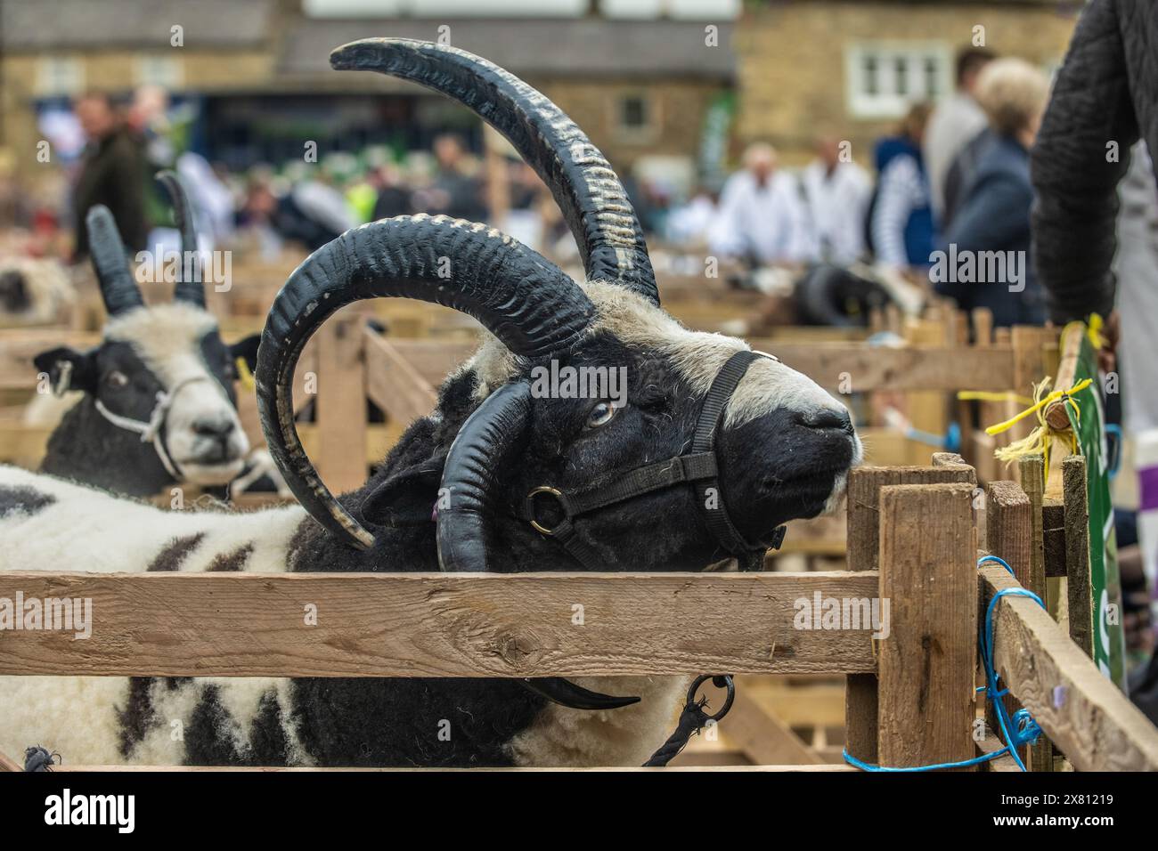 Jacob Sheep dans des enclos en bois à la foire des moutons de Masham, Royaume-Uni Banque D'Images