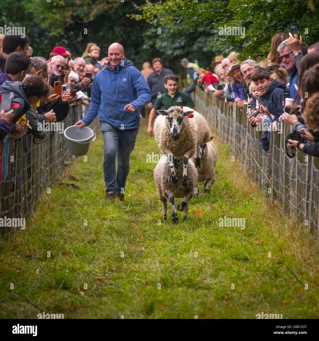 Course de moutons à Masham Sheep Fair, Royaume-Uni Banque D'Images