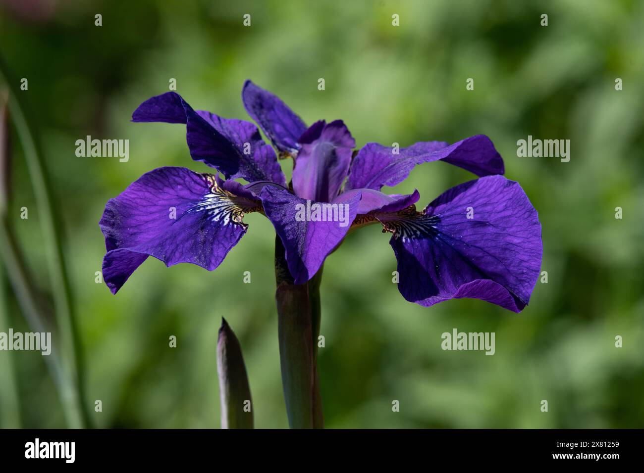 Iris sibirica Maranatha Banque D'Images