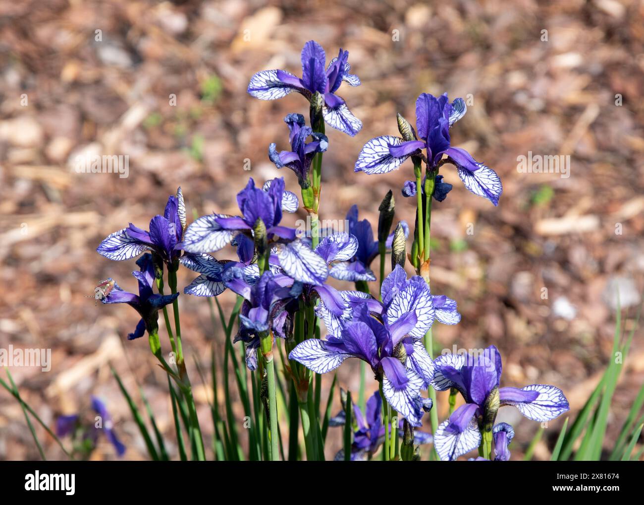 Iris sibirica 'vol des papillons' Banque D'Images