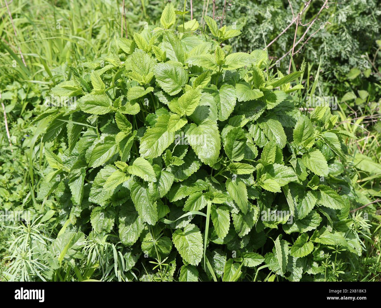 Mélisse, Melissa officinalis, Lamiaceae. La mélisse est une plante herbacée vivace de la famille de la menthe et originaire du centre-sud de l'Europe. Banque D'Images