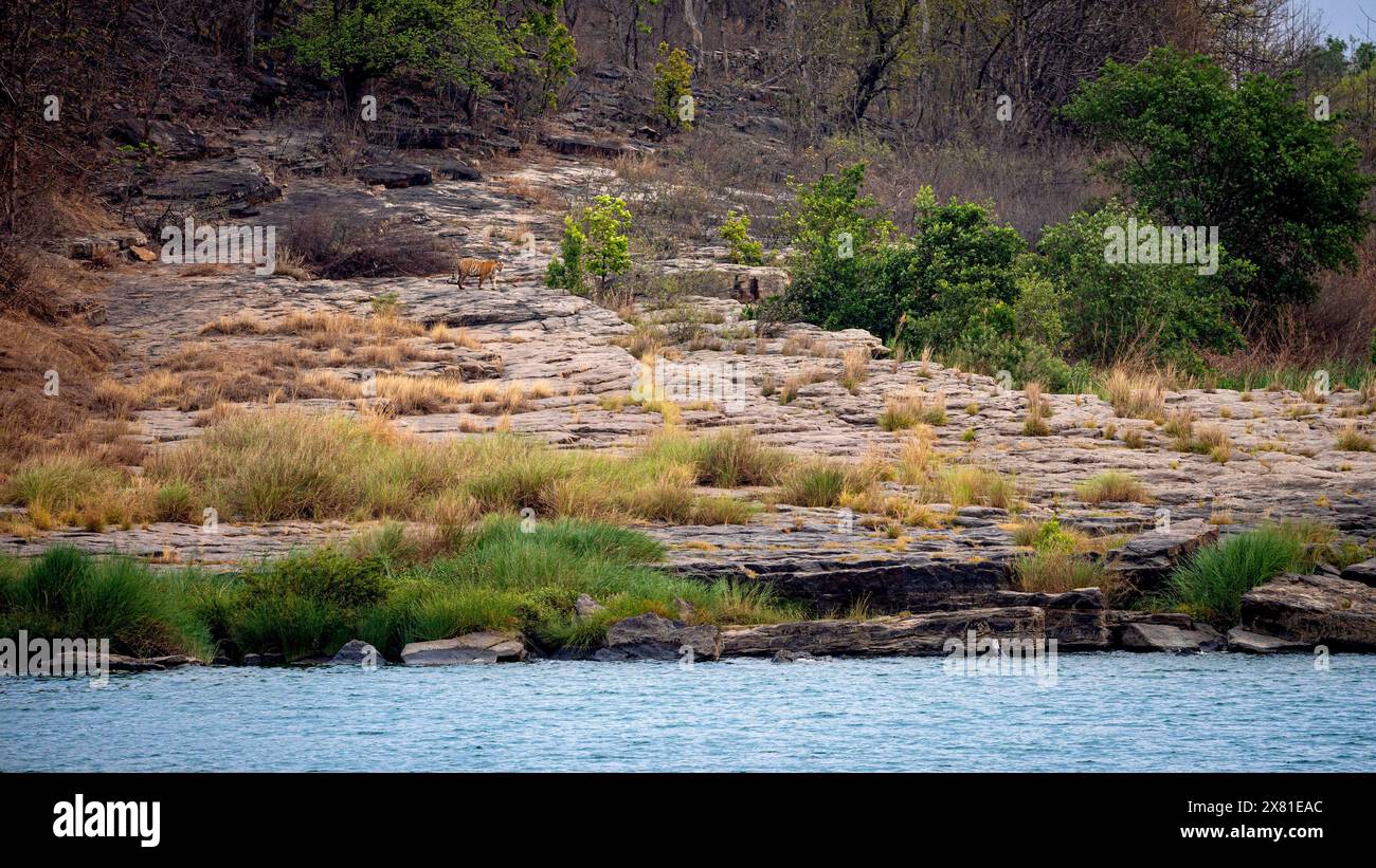 Tigre royal du Bengale sur la rivière Ken dans le parc national de Panna Banque D'Images