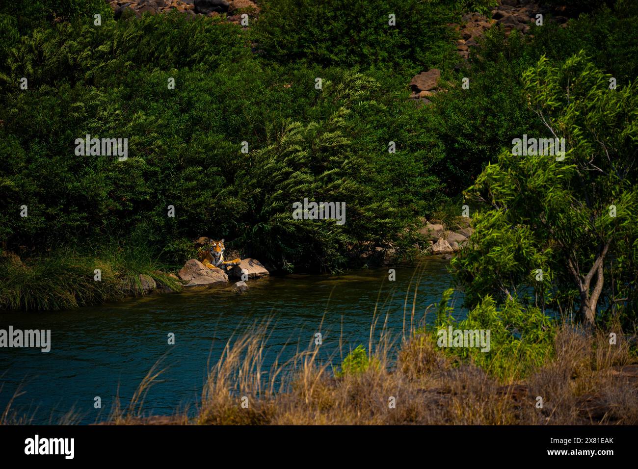 Tigre royal du Bengale sur la rivière Ken dans le parc national de Panna Banque D'Images