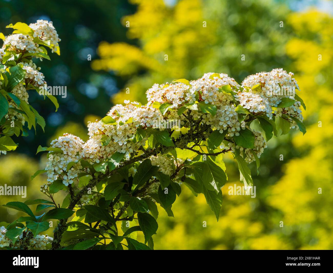 Grappes de petites fleurs blanches du petit arbre à feuilles caduques rustiques Photinia villosa Banque D'Images