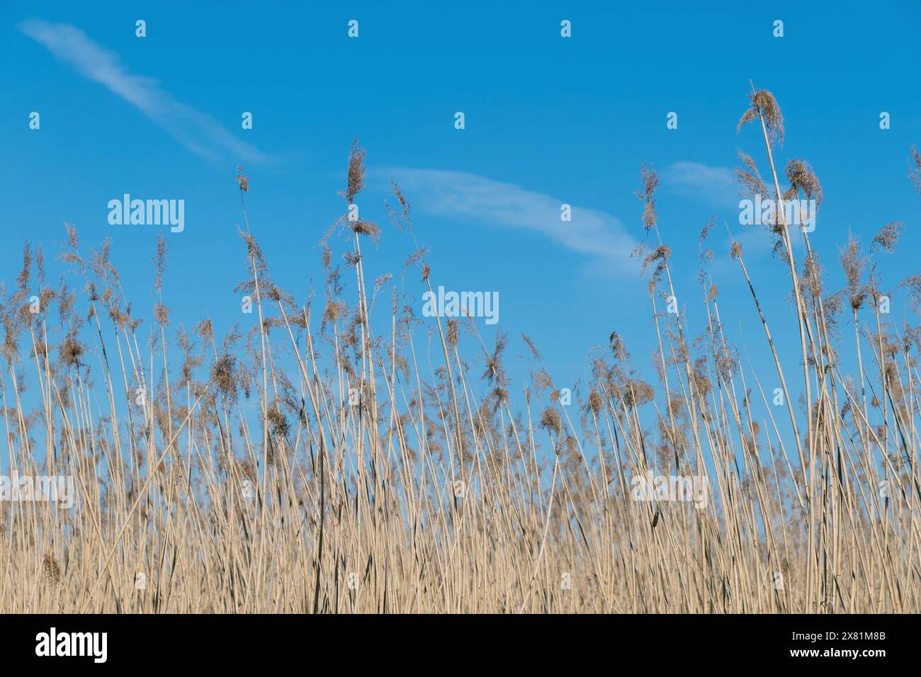 Fourrés secs de roseaux communs contre un ciel bleu. Phragmites australis. Arrière-plan naturel. Banque D'Images
