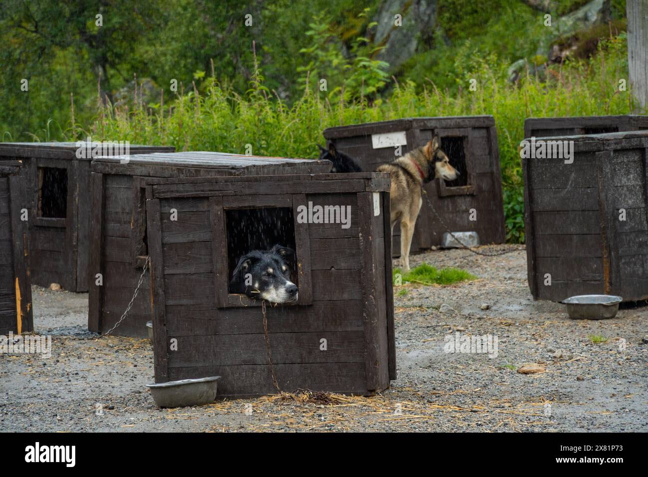 Les chiens de traîneau trouvent le repos dans des chenils en bois confortables Banque D'Images