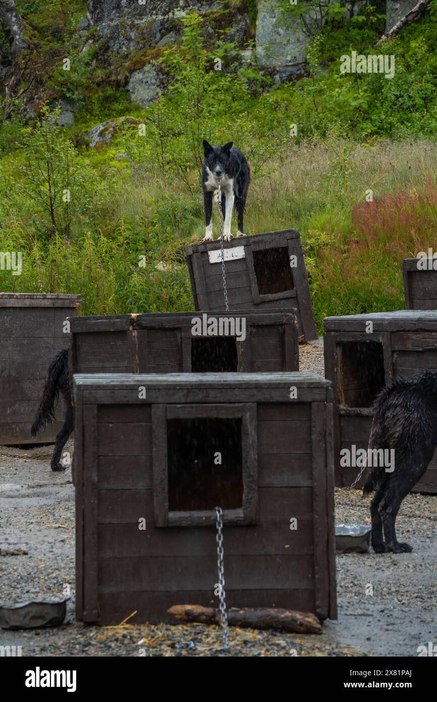 Les chiens de traîneau trouvent le repos dans des chenils en bois confortables Banque D'Images