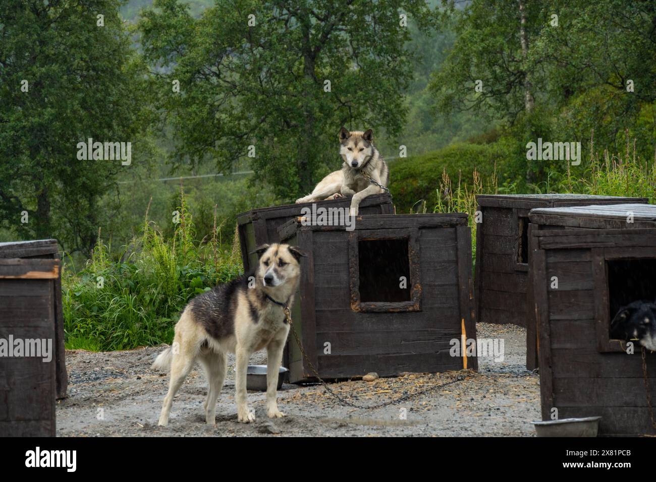 Les chiens de traîneau trouvent le repos dans des chenils en bois confortables Banque D'Images