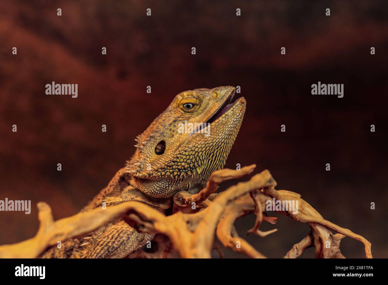 Puissant Dragon barbu Banque D'Images