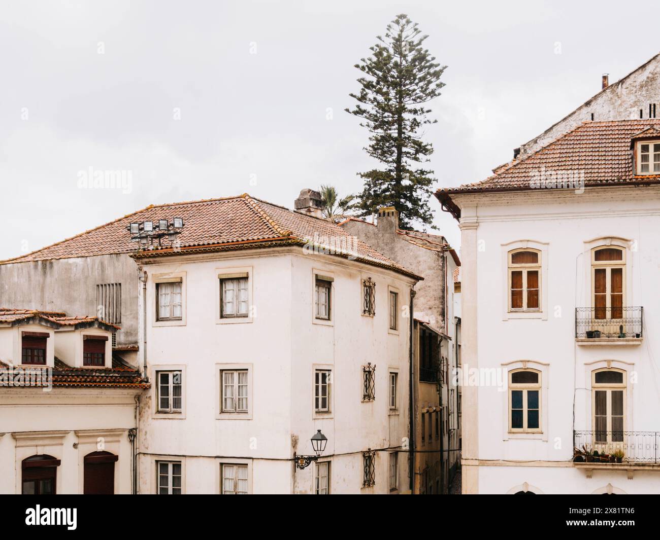 Le pin imposant se dresse au-dessus des façades blanches classiques des maisons urbaines avec un lampadaire pittoresque au premier plan. Banque D'Images