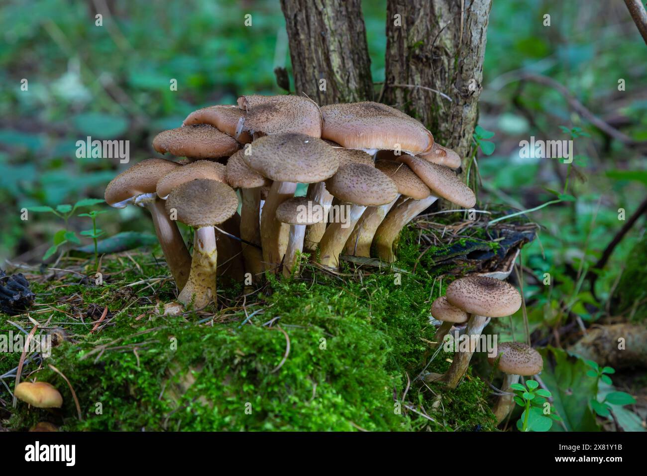 Groupe de champignons sauvages comestibles - miel agaric. Famille de champignons. Forêt de fées, la mousse douce. Banque D'Images