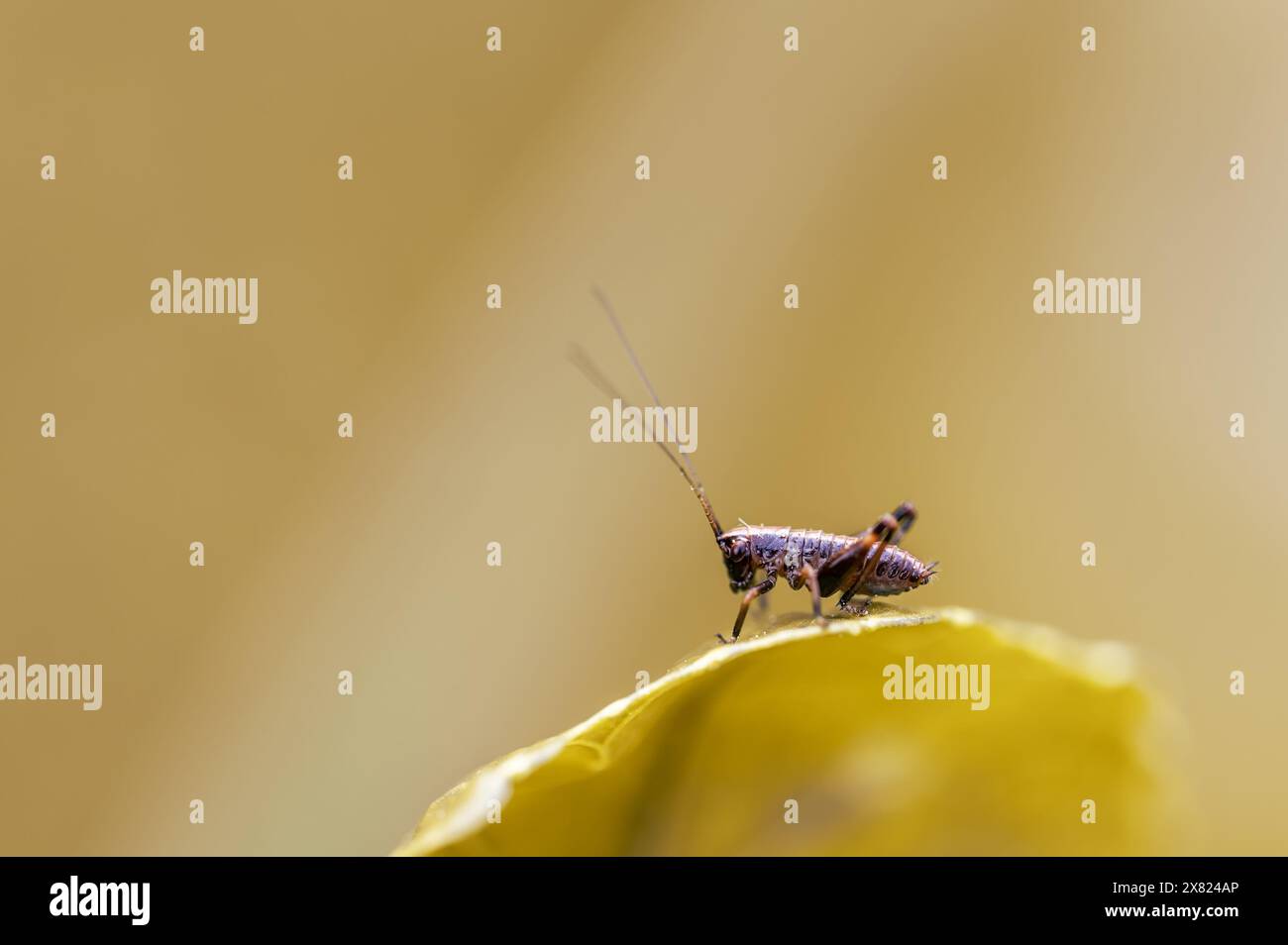 Une minuscule nymphe de brousse-cricket sombre, PHolidoptera griseoaptera, assise sur une feuille d'ortie piquante au printemps. Banque D'Images