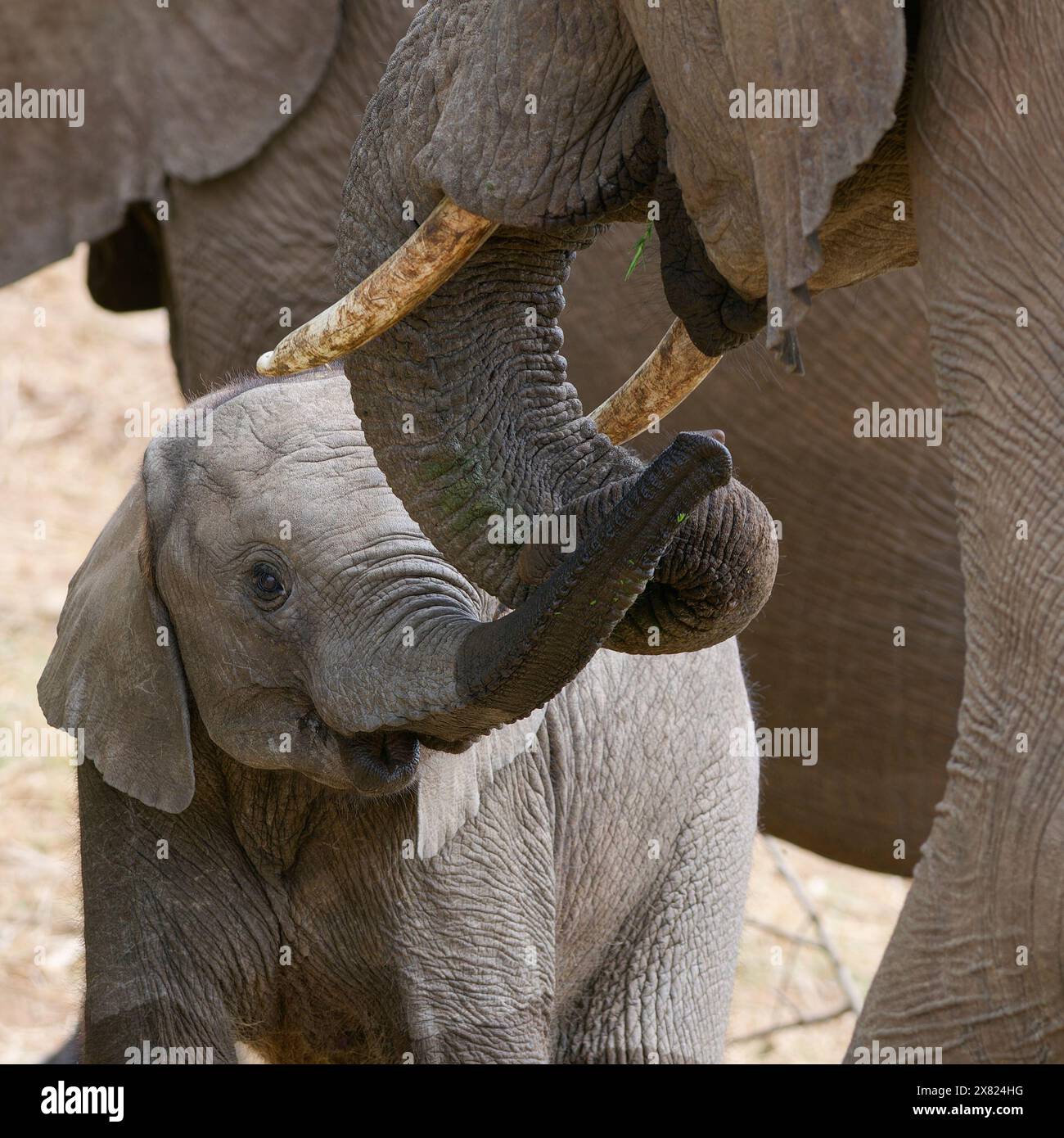 Éléphants de brousse d'Afrique (Loxodonta africana), mère avec bébé éléphant, manifestation d'affection, lit de rivière Olifants, parc national Kruger, Afrique du Sud, Banque D'Images