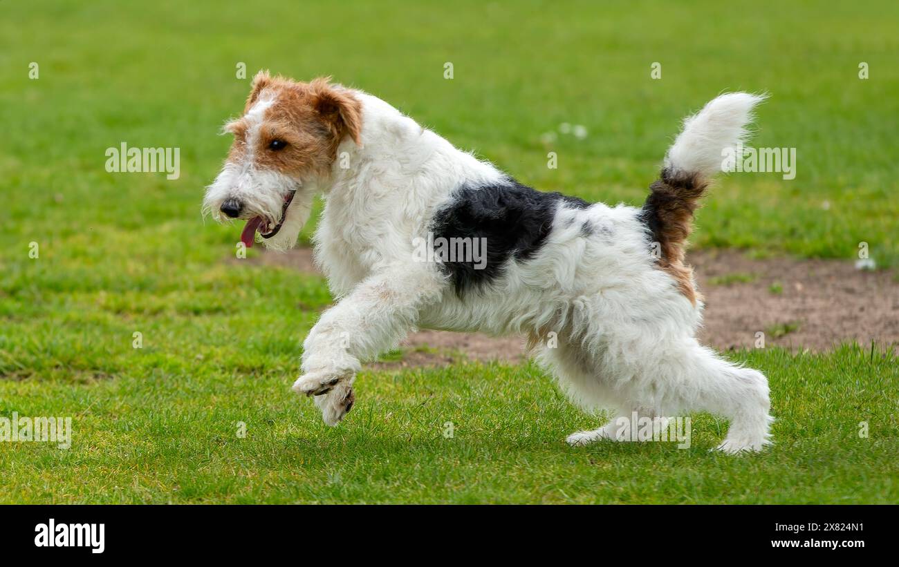 Chien Fox Terrier jouant dans le parc Banque D'Images