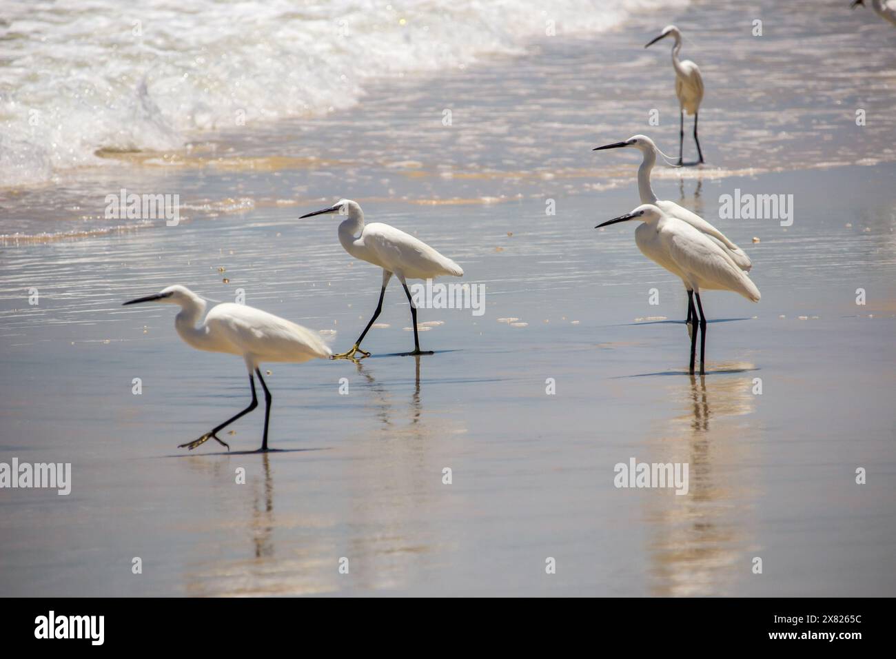 Un petit troupeau de petites aigrettes blanches (Egretta Garzetta) au bord de l'eau avec leurs reflets sur le sable humide Banque D'Images