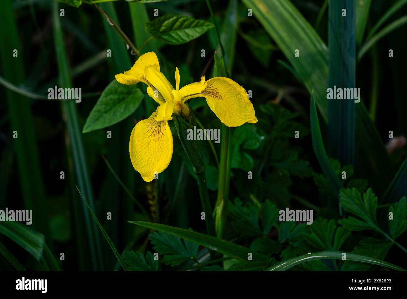 Iris jaune (Iris pseudacorus) floraison en mai à Peterborough, Cambridgeshire, Angleterre Banque D'Images