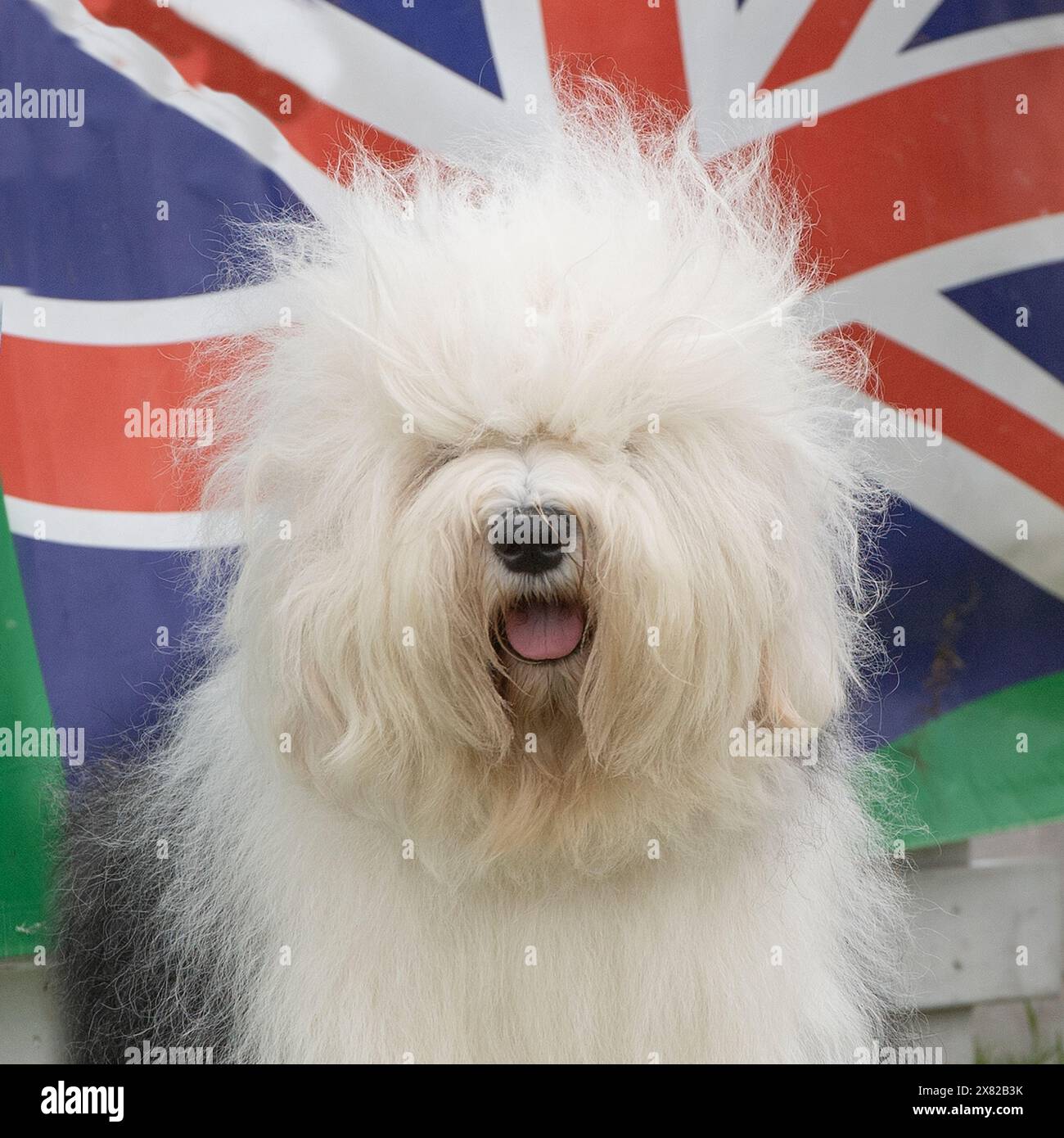 Old English Sheepdog Banque D'Images