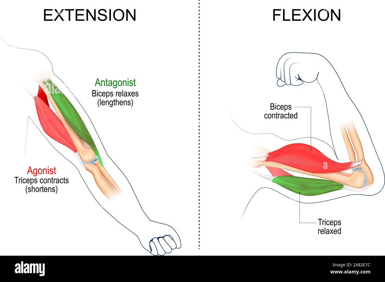 Extension et flexion des muscles. Biceps et triceps. Contracté et détendu. Muscles agonistes et antagonistes. illustration vectorielle Illustration de Vecteur