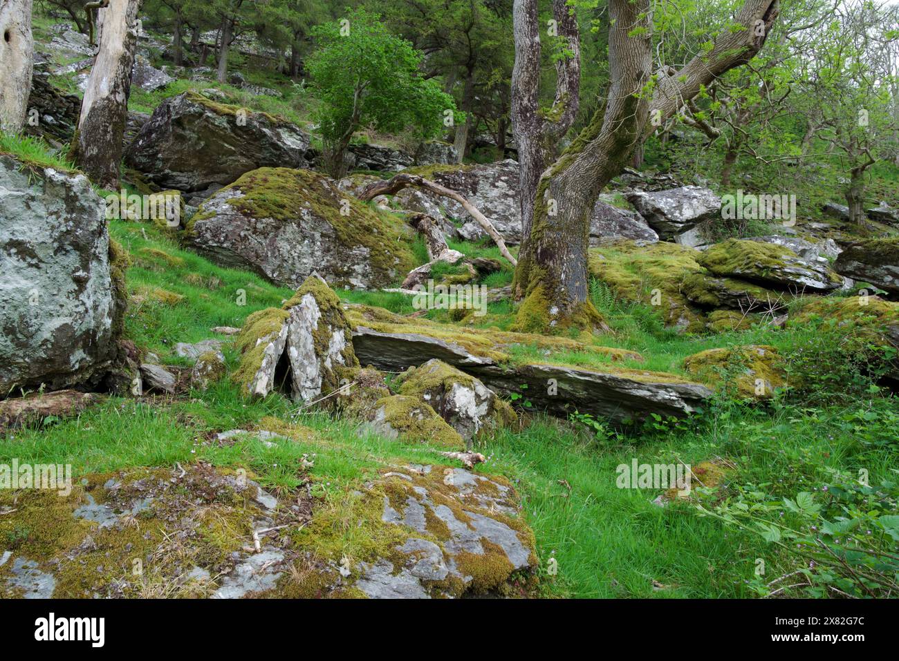 Cette forêt tropicale tempérée celtique dans la vallée de Nant Gwynant (Snowdonia) est riche en bryophytes et en lichens rares comme Sticta sylvatica. Banque D'Images