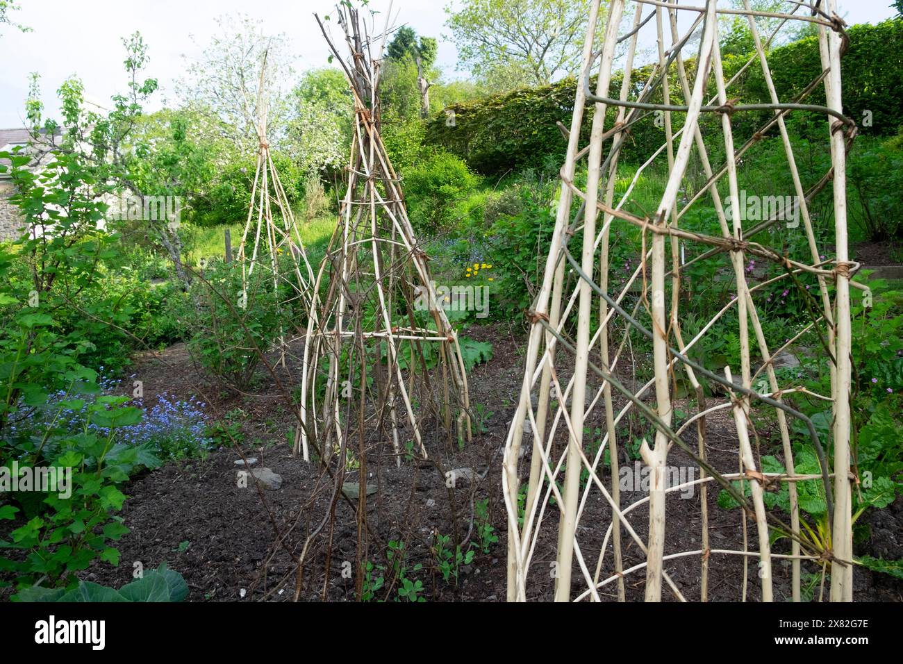 Willow Sticks support cadre pour la culture de plantes grimpantes haricots et pois doux au printemps mai jardin de campagne sol compost pays de Galles UK KATHY DEWITT Banque D'Images