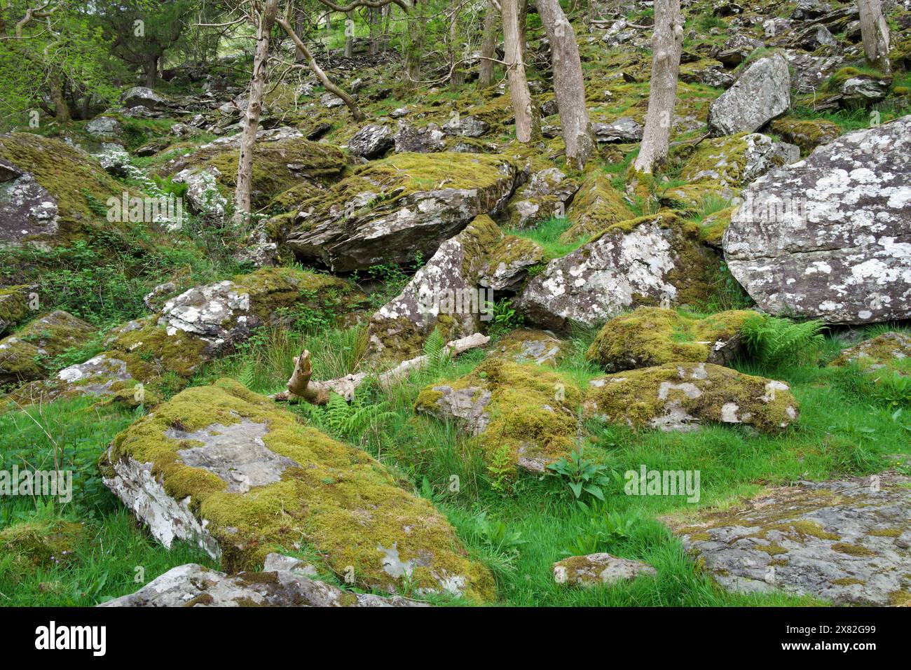 Cette forêt tropicale tempérée celtique dans la vallée de Nant Gwynant (Snowdonia) est riche en bryophytes et en lichens rares comme Sticta sylvatica. Banque D'Images