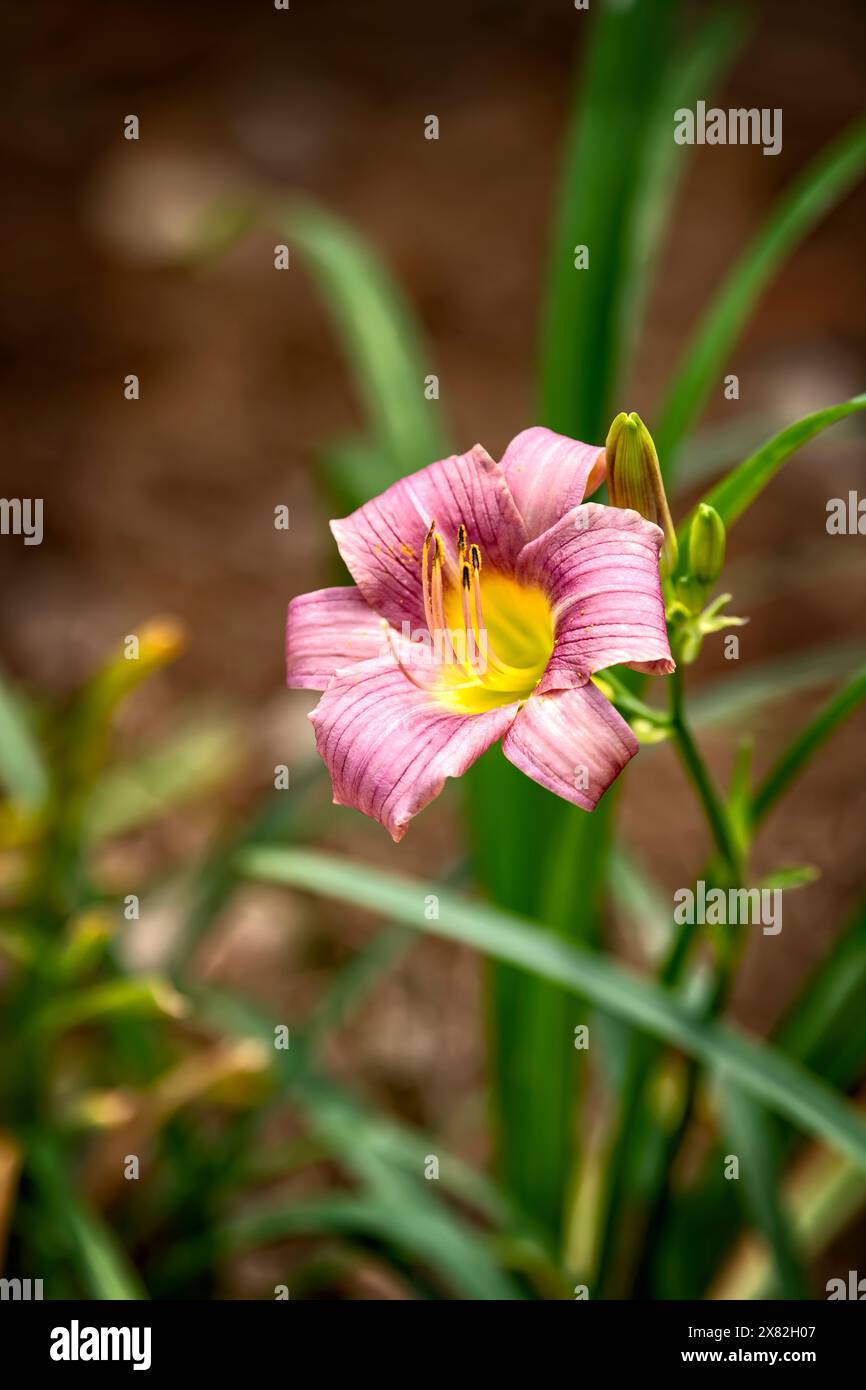 Une seule fleur rose Day Lily, fleurissant avec un fond doux Banque D'Images