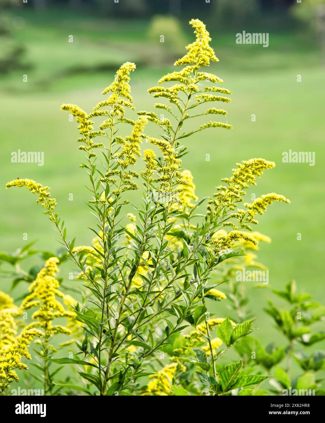 Plante vivace jaune vif de verge d'or, également connue sous le nom de Solidago, poussant dans les prairies et les champs, sur un fond sombre. Banque D'Images