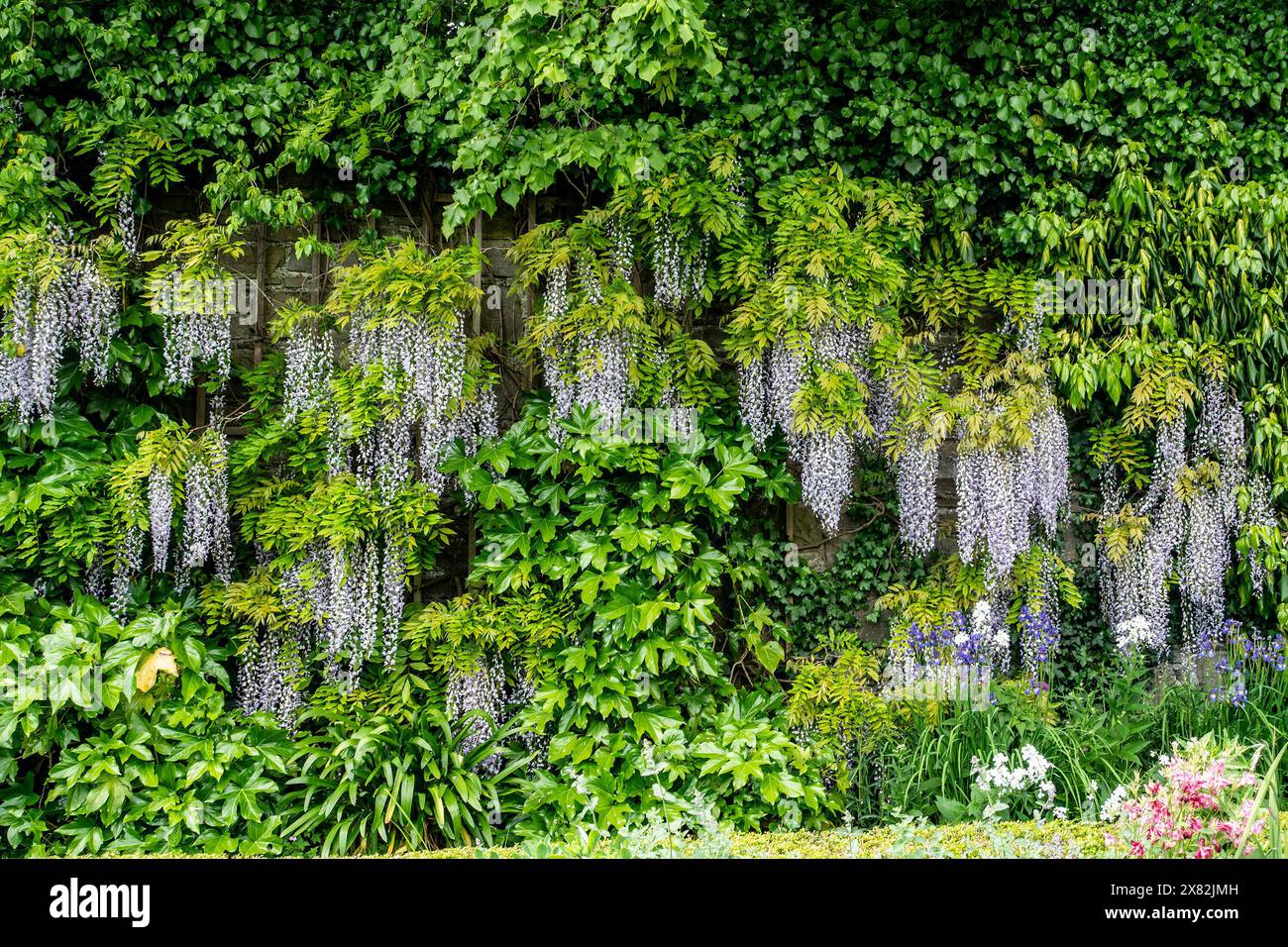 Des vignes de wisteria violettes descendent en cascade le long d'un mur de jardin verdoyant, entouré d'un feuillage vert dense Banque D'Images