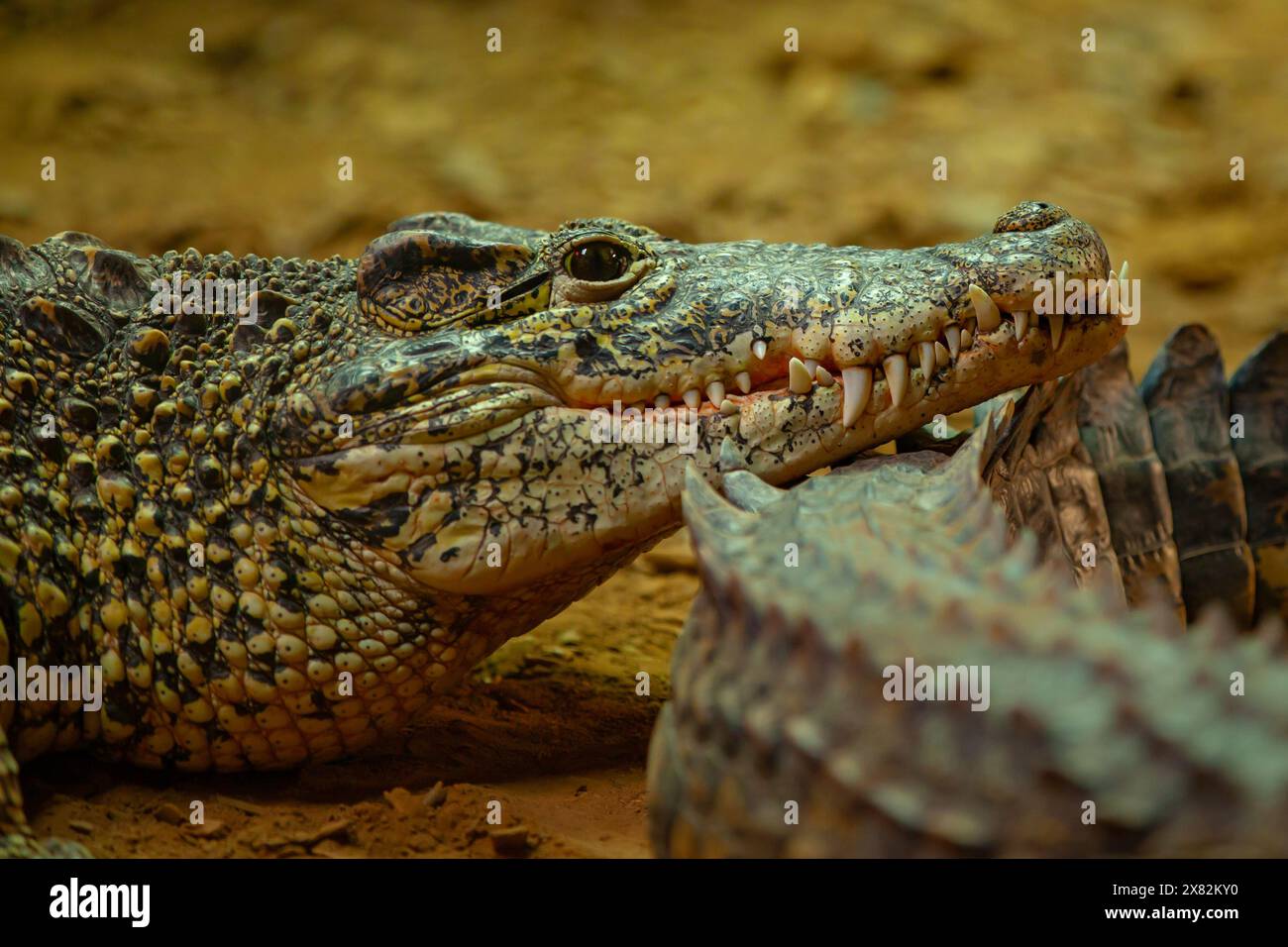 Crocodile se prélasser dans une enceinte Banque D'Images