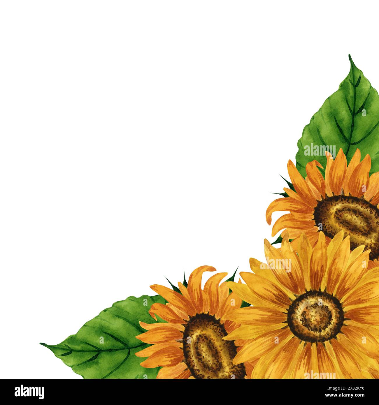 Cadre d'angle pour tournesols aquarelle. Cadre carré avec fleurs jaunes. Composition florale estivale. Arrangement de fleurs d'automne. Botanique dessiné à la main Banque D'Images