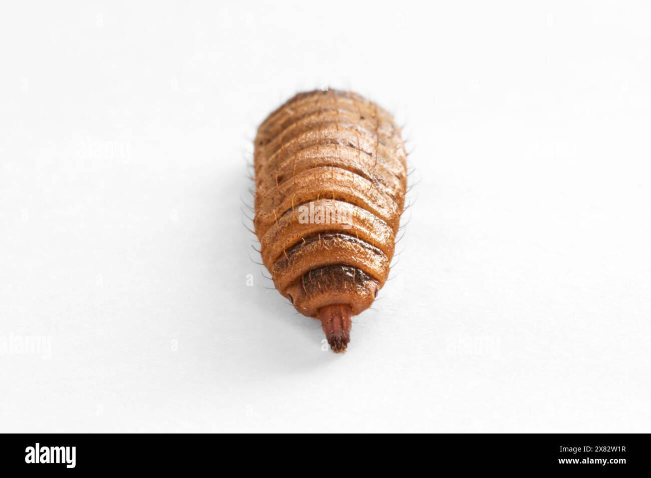 Larve comestible du soldat noir mouche sur un fond blanc Banque D'Images