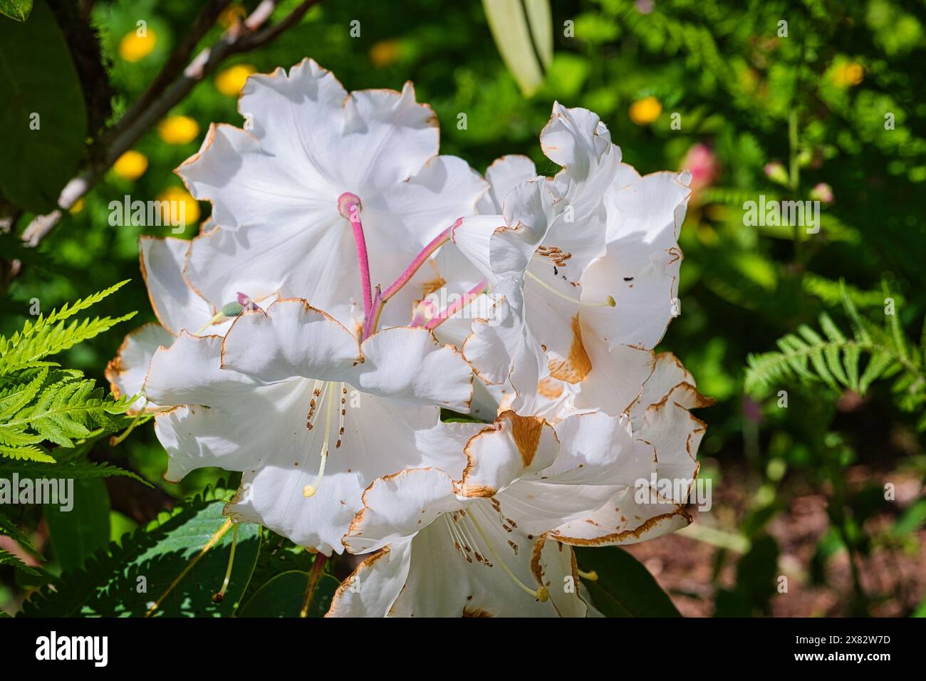 Gros plan de fleurs de rhododendron blanc avec des étamines roses et quelques bords bruns, sur un fond vert feuillu avec des notes de fleurs jaunes. Banque D'Images