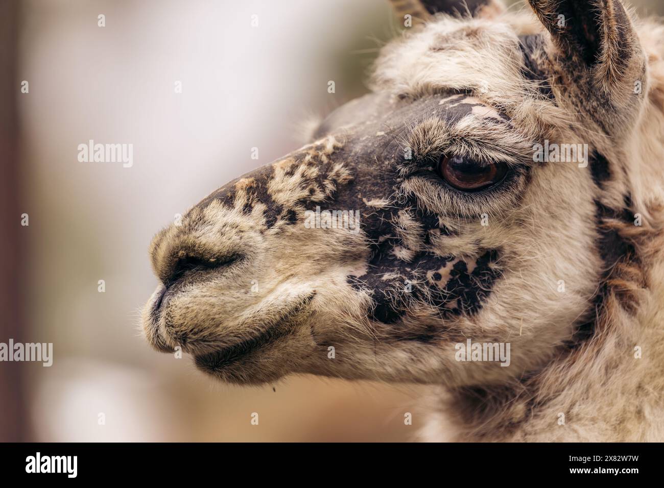 Gros plan du profil d'un lama de côté à la ferme norvégienne Banque D'Images