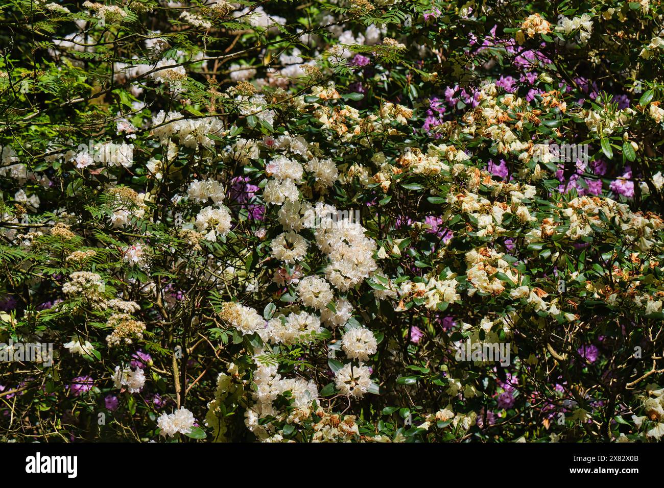 Un amas dense de fleurs de rhododendron blanches et violettes en fleurs dans un jardin. Banque D'Images