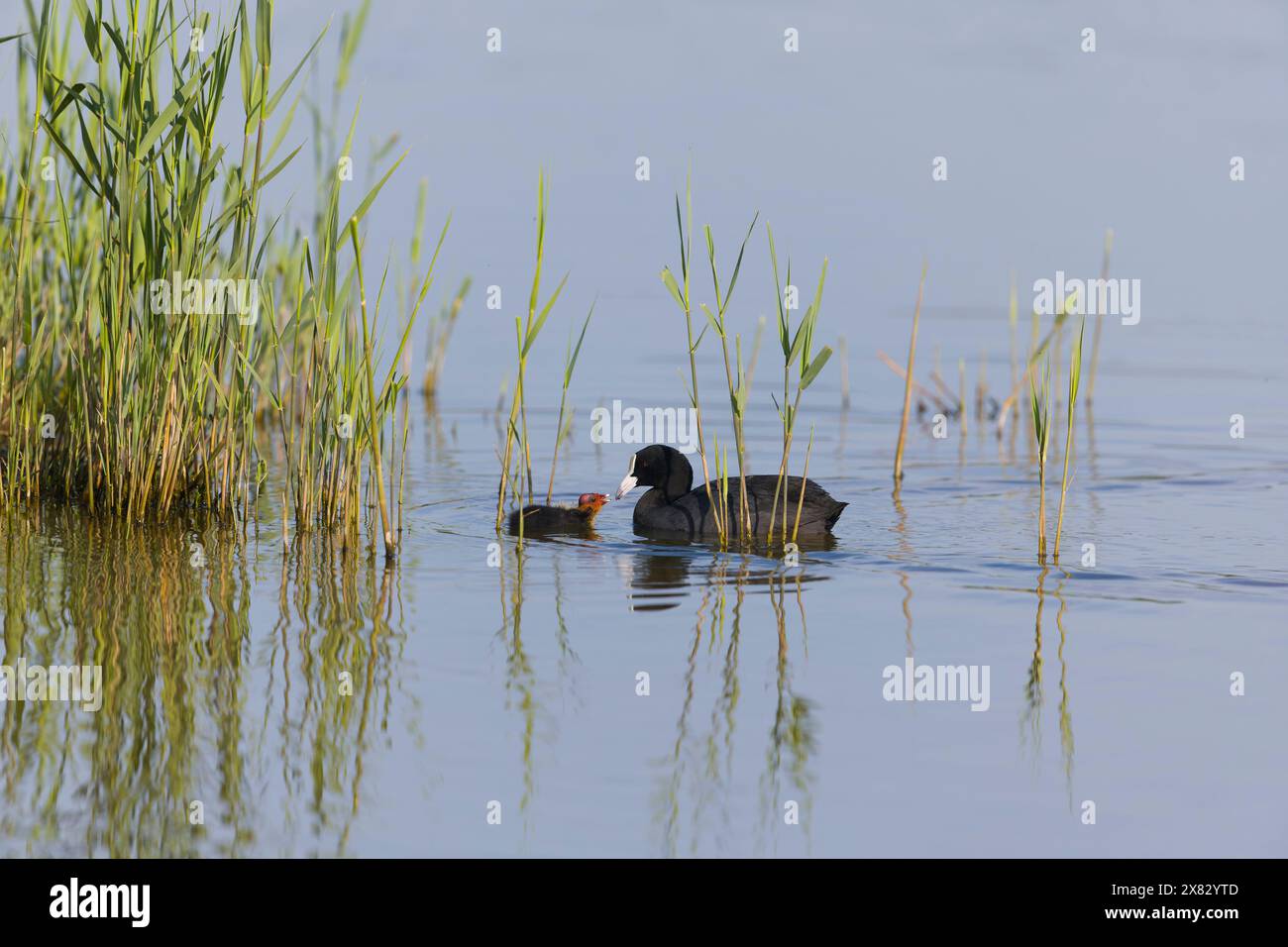 Eurasian Coot Fulica atra, poussin d'alimentation adulte, réserve RSPB Minsmere, Suffolk, Angleterre, mai Banque D'Images