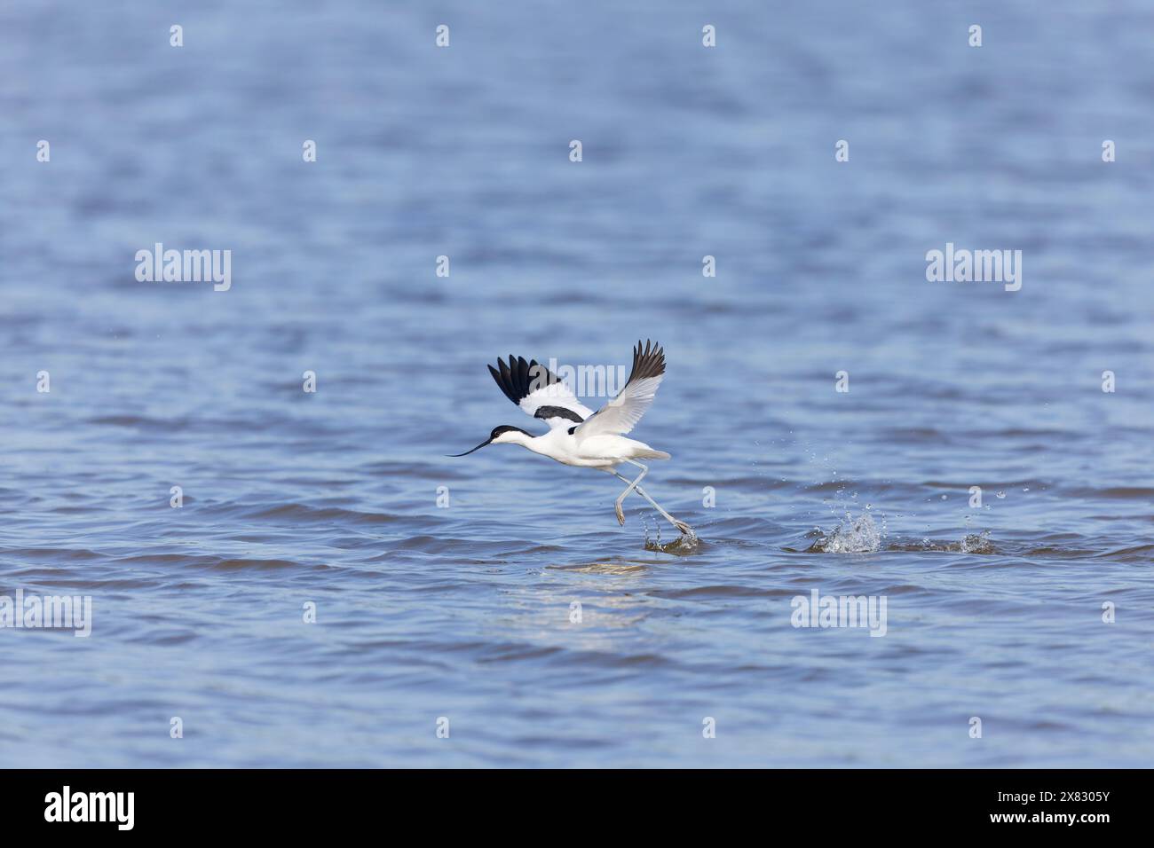 Eurasien avocet Recurvirostra avosetta, adulte courant à travers l'eau pour prendre son envol, réserve Minsmere RSPB, Suffolk, Angleterre, mai Banque D'Images