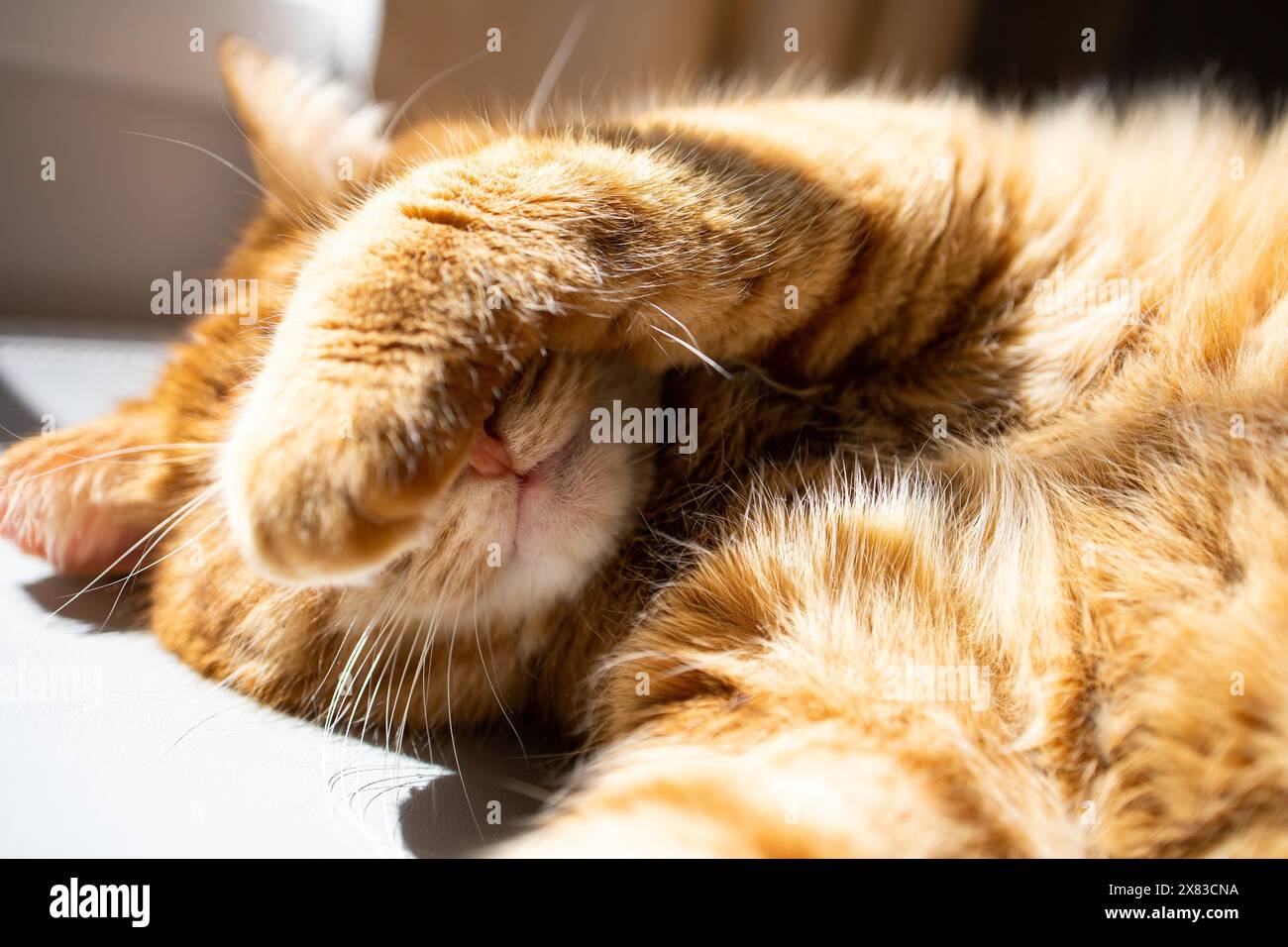 Chat gingembre mignon couché sous le soleil et appréciant Banque D'Images