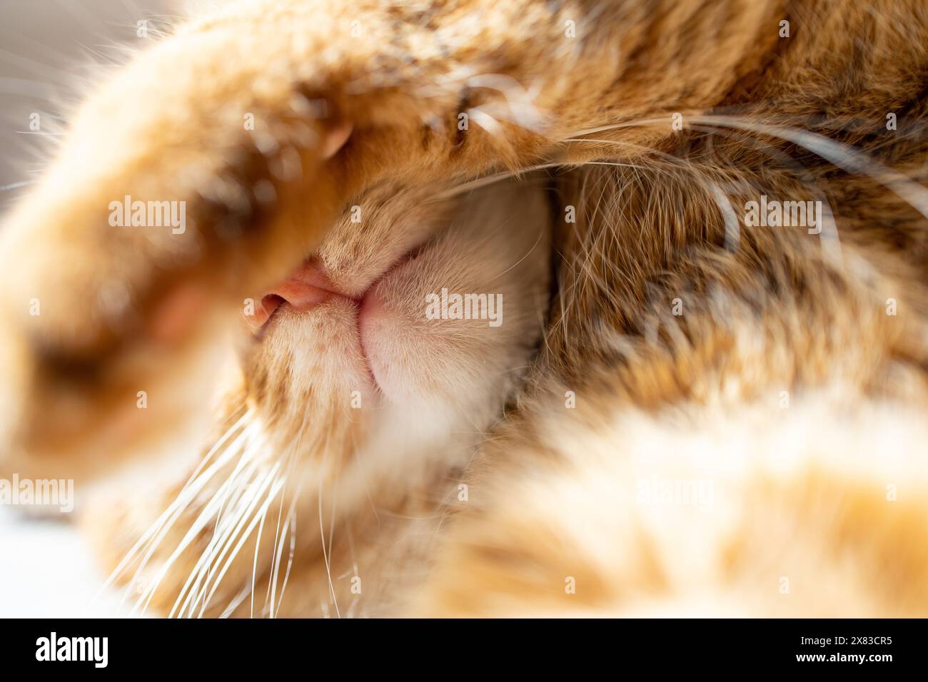 Chat gingembre mignon couché sous le soleil de près Banque D'Images