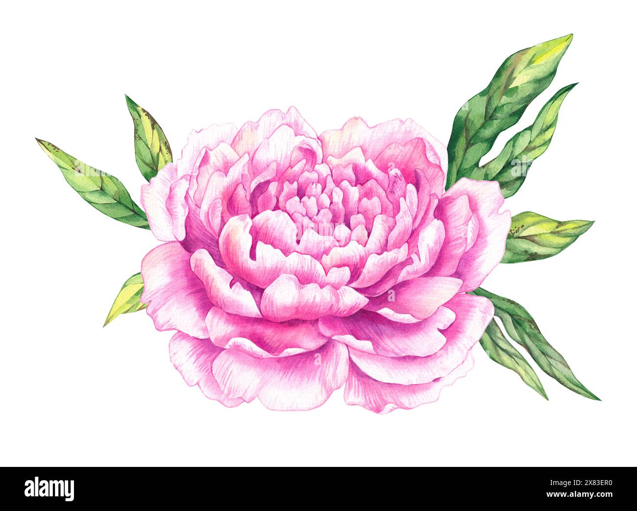 Illustration de fleurs de pivoines d'aquarelle. Fleur de pivoine dessinée à la main rose avec des feuilles - pour bouquets, couronnes, invitations de mariage, anniversaires, anniversaire Banque D'Images