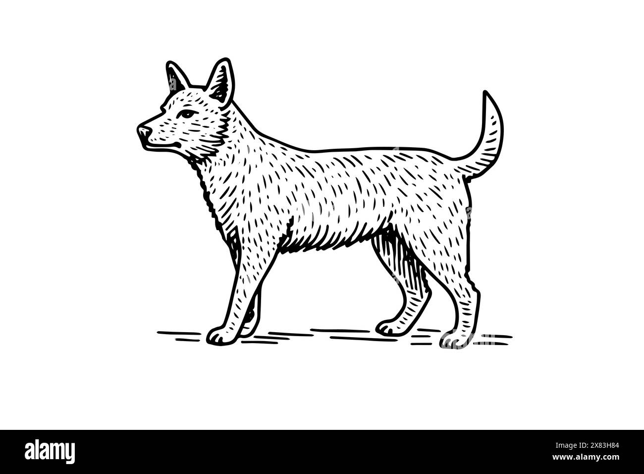 Vintage Wolf ou Dog Vector : illustration vectorielle gravée dessinée à la main. Illustration de Vecteur