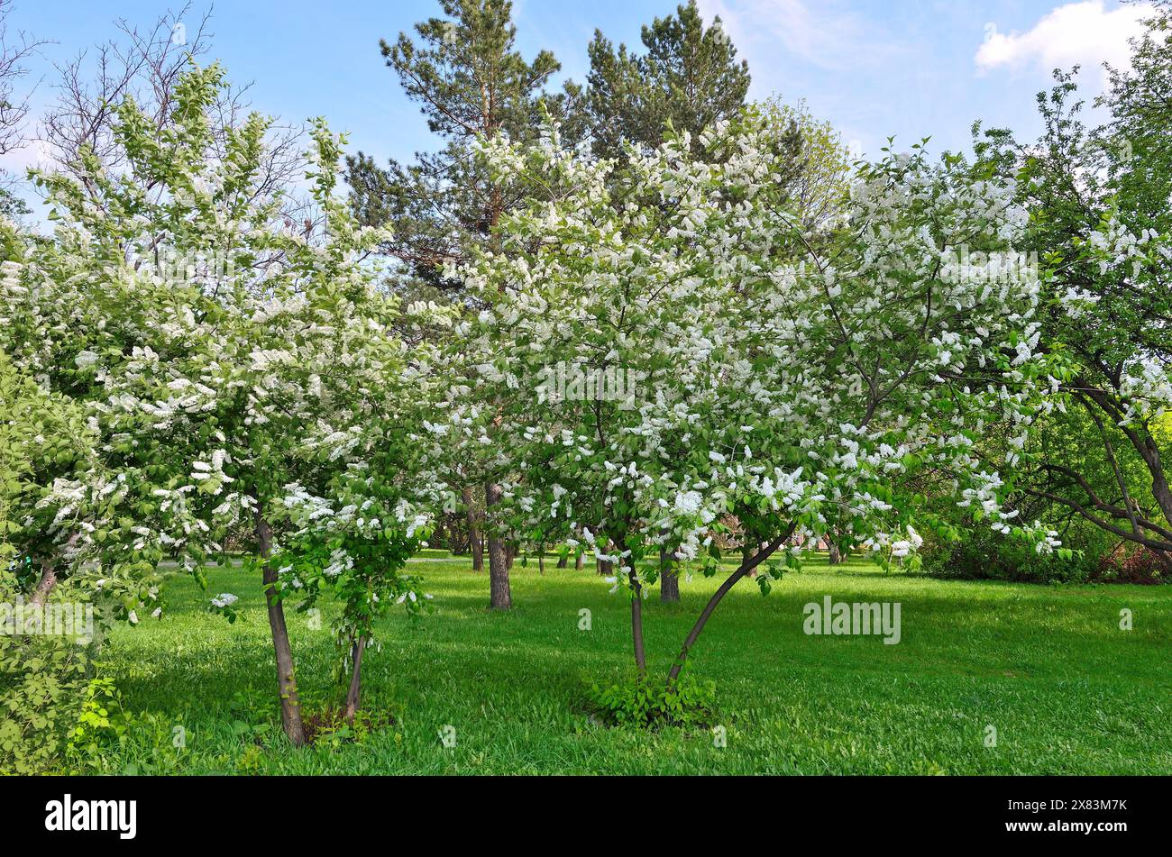Cerisier d'oiseau en fleurs blanches (Prunus padus), ou hackberry dans le parc de la ville de printemps - beau paysage urbain ensoleillé de printemps. Parfum blanc luxuriant infl Banque D'Images