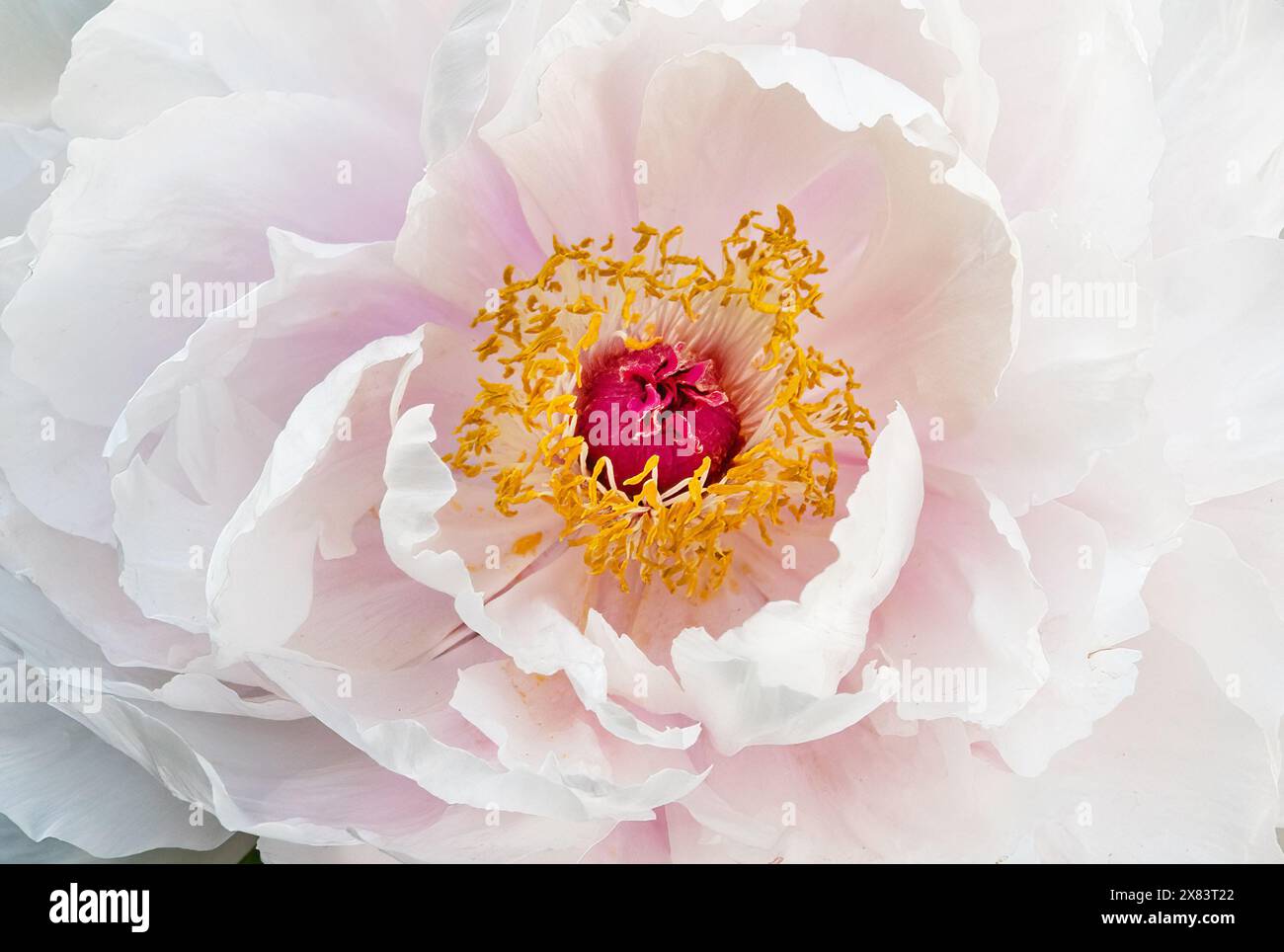 Gros plan sur la fleur de pivoine Banque D'Images