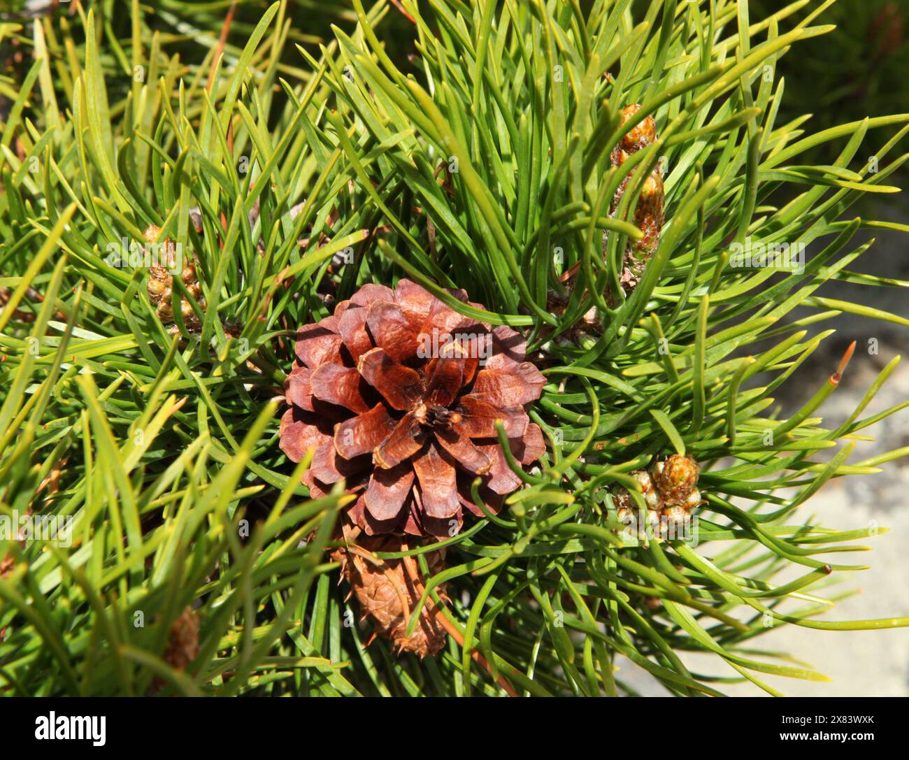 Cône de pin de Lodgepole (Pinus contorta) dans les montagnes Beartooth, Montana Banque D'Images